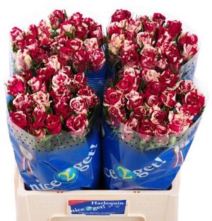 ROSE HARLEQUIN 40